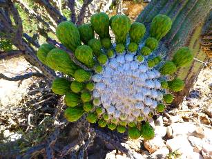 wAZT-2016 day8-8  circle of Saguaro.jpg (405140 bytes)